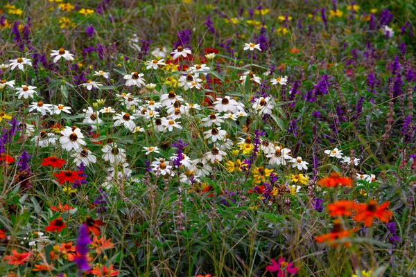 Flores Muchos Colores Enfoque Selectivo — Foto de Stock