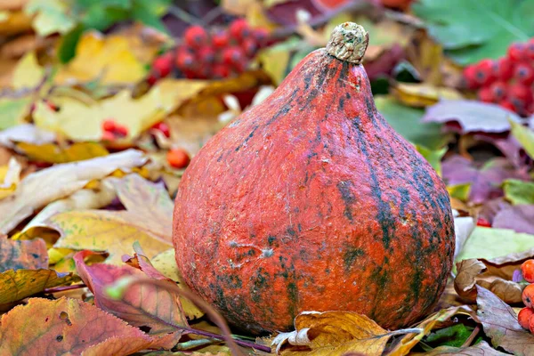 Autumn composition.  Red Kuri squash, also called Hokkaido squash and rowan sprig  on colorful autumn leaves.