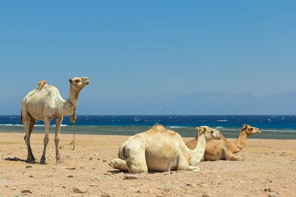 Верблюди на пляжі — стокове фото