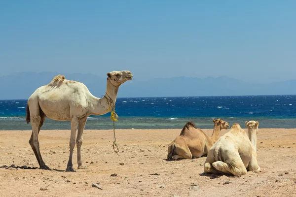 Wielbłądy na plaży — Zdjęcie stockowe