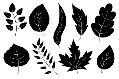 9 siyah beyaz yaprak ve daldan oluşan bir set. Orman yapraklarının siluetleri. Beyaz bitkiler. Vektör botanik çizimi.