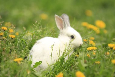 Tavşan çayırda çiçek çiğner.