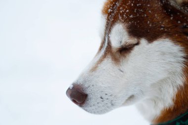 Kabuklu bir hayvanın burnunda kar taneleri 