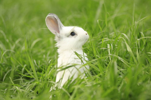 rabbit rises above the grass to look around