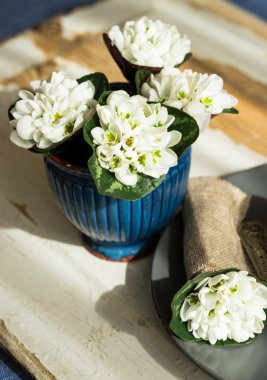Mavi bir rustik vazoda beyaz bahar çiçekleri