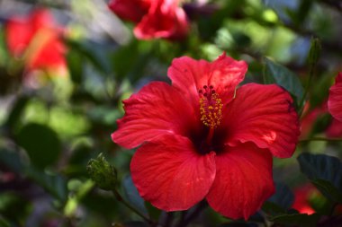 Yeşil arkaplanda kırmızı çiçek