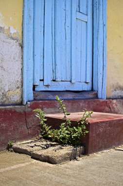Eski bir açık mavi ahşap kapının ayrıntıları Bir adım ve bir çiçek