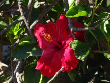 Yeşil arkaplan ve güneşli bir günde ayrılan kırmızı amber çiçeği 