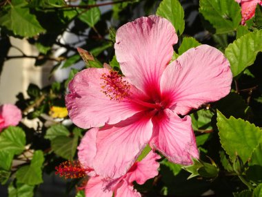 Yeşil arka planlı pembe amber çiçeği ve güneşli bir günde ayrılıyor.                     