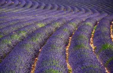 Lavanta tarlası, Fransa 'da. Lavantanın çizgileri uzun mor solucanlara benziyor.