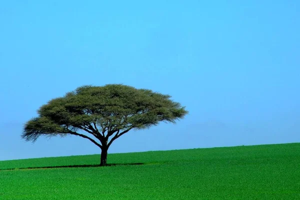 Acacia Tree Wheat Fild Negev South Israel Paintes Tje Fild — Stock Photo, Image