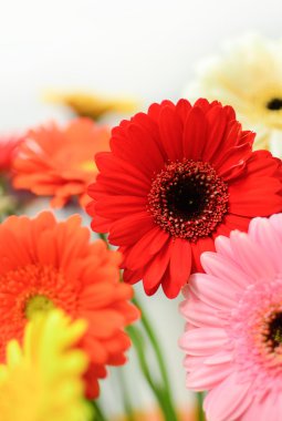 güzel demet güller