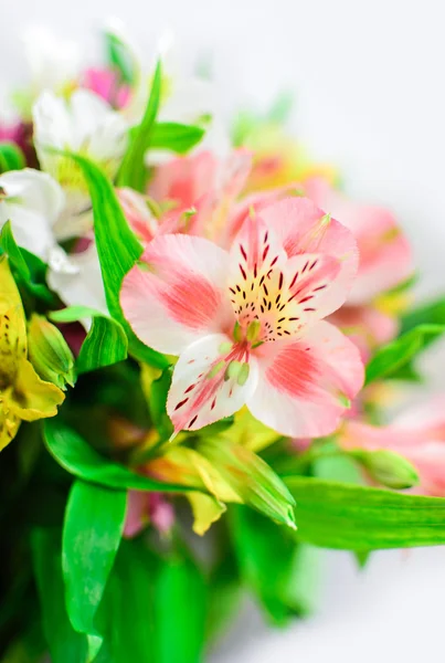 alstroemeria buket