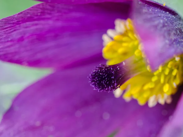 オキナグサ花 — ストック写真