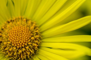 Leopard's bane portre