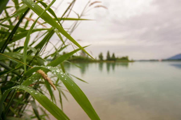Reed s kapkami vody Stock Snímky