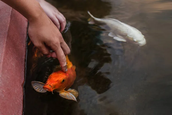 People by petted koi fishes carps in a pond. Feeding fish. Pet care concept.