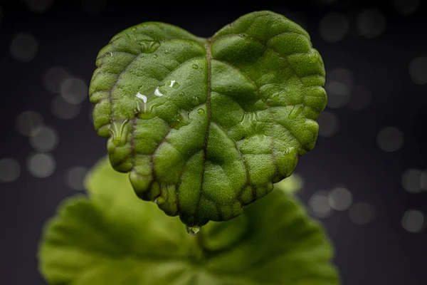 Şafakta bir damla suyla yaprak.
