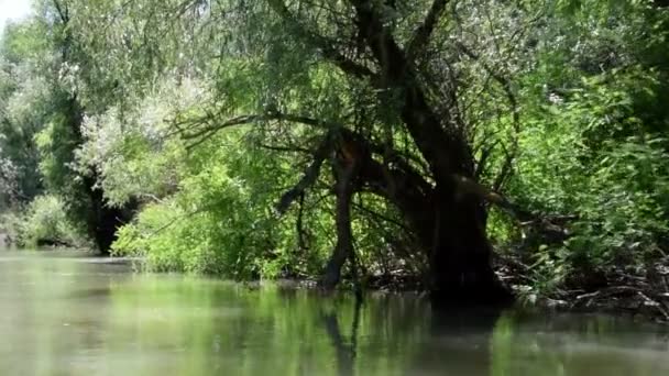 Deriva en la selva tropical en el río — Vídeo de stock