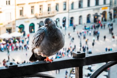 Krakow bir arka plan üzerinde bir balkonda güvercin