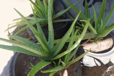 Bir Aloe Vera bitkisinin yakın çekimi