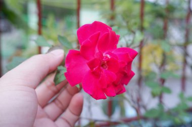 Koyu veya sıcak pembe bir gülün güzelliği