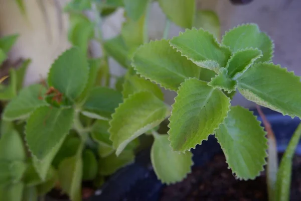 Yunan Oregano Bitkisi (Origanum Vulgare)