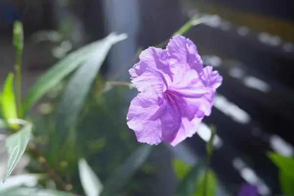 Meksika Petunyası 'nın (Ruellia Simplex)