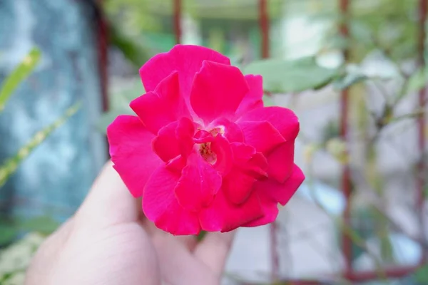 Güzel ve tamamen açmış koyu pembe bir gülü yakından çek.