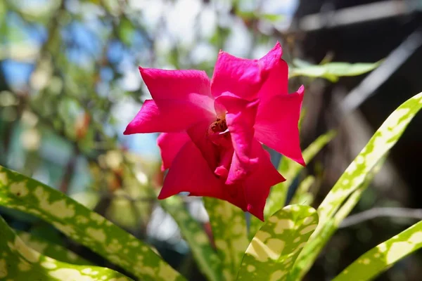 Bahçede tamamen açmış koyu pembe bir gül