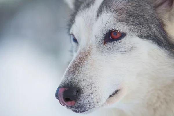 Husky pes — Stock fotografie