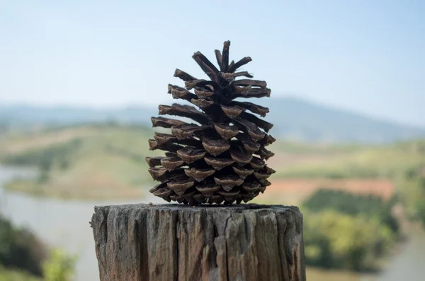 Çam kozalakları ahşap yerleştirilir. Arka plan bulanık orman dağ.