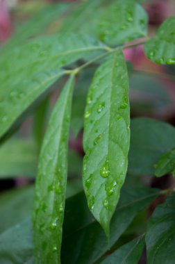 yaprakları ile su damlaları