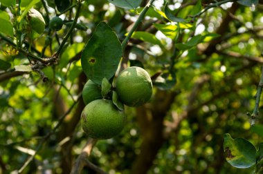 Limon ağaçları ve yeşil limon.