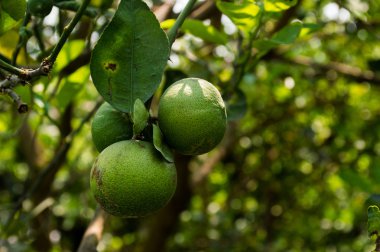 Limon ağaçları ve yeşil limon.