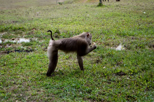 Macacos selvagens que são naturalmente Khao Yai National Park na Tailândia . — Fotografia de Stock