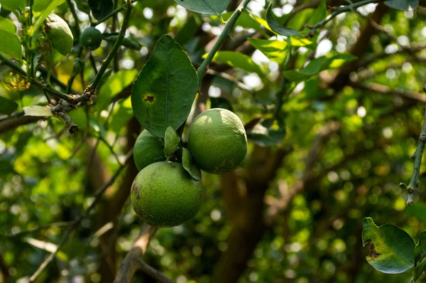 Limon ağaçları ve yeşil limon.