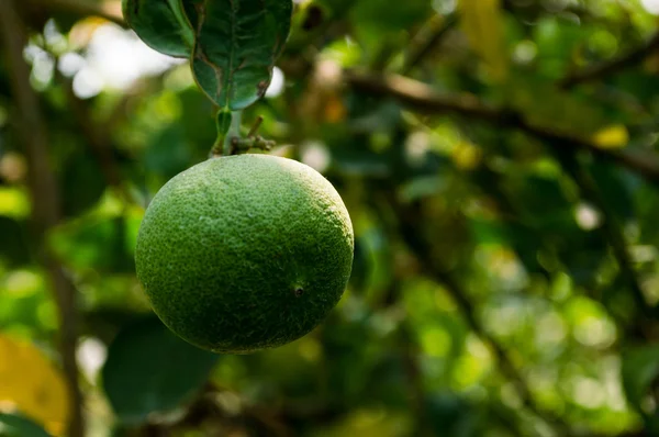 Лимонні дерева і зелений лимон . — стокове фото