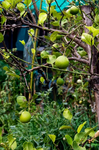 Limon ağaçları ve yeşil limon.
