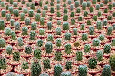 Küçük tencerede küçük kaktüs