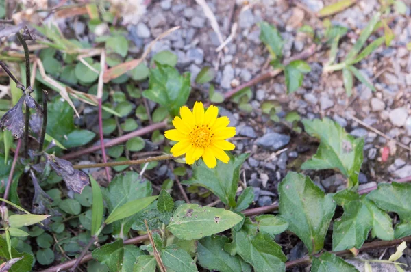 Beyaz arkaplanda mango.