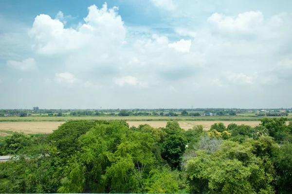 yüksek açı ağaç