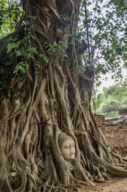 Buda kafa ağacında