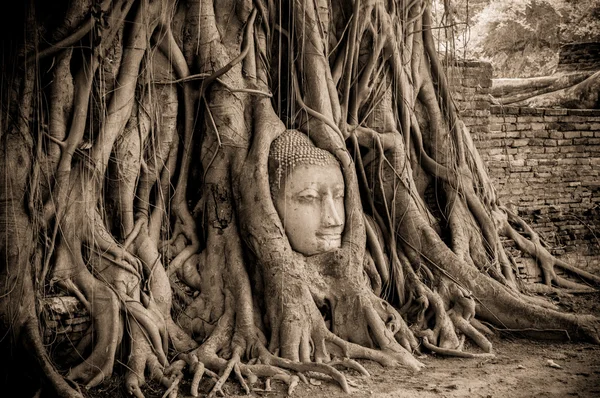 Buda kafa ağacında