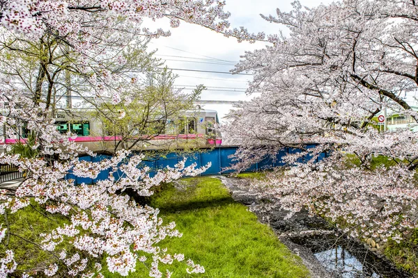 Třešňový květ, vlak, Japonsko. — Stock fotografie