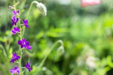 Nature blurred background with purple flowers