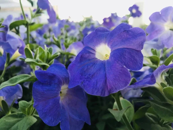 İlkbaharda çiçekleniyor. Yakın plan. Doğa geçmişi. Tatlı Violet, İngiliz Violet, Sıradan Violet, ya da Mor Cennet Çiçeği