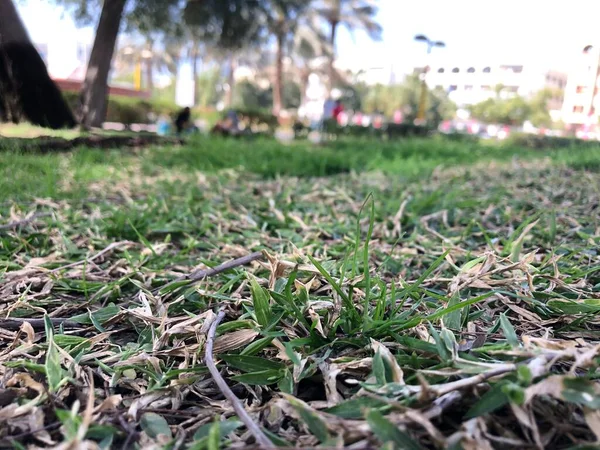 Parkta yeşil çimenler ve çamurlu arka planda gökyüzü ve bina bulanık. seçici odak