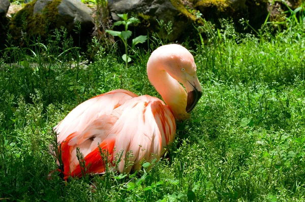 pembe flamingo