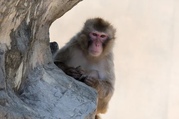 Maymun. — Stok fotoğraf